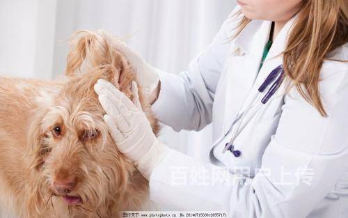 深圳市福田福华新村宠物120急救中心上门急诊