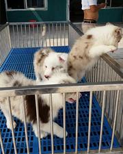雅安哪里有卖边牧犬，边牧市场价格