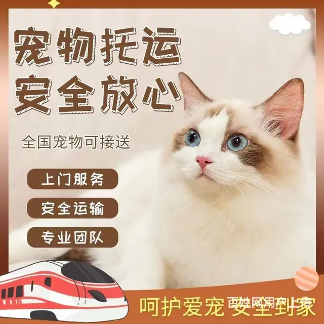 甘孜宠物托运 （猫狗活体运输）宠物快递至全国 - 图片 2