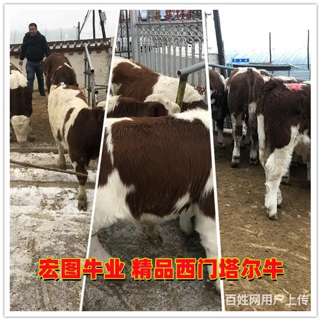 300斤的 西门塔尔牛犊子头 市场价多少 - 图片 2