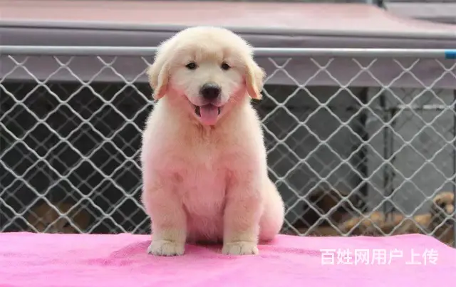 金毛幼犬多少钱一只 纯种金毛幼犬价格 双血统金 - 图片 9