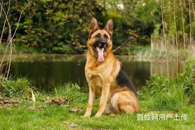 广州番禺训犬学校狗狗训练基地训犬师培训 - 图片 1