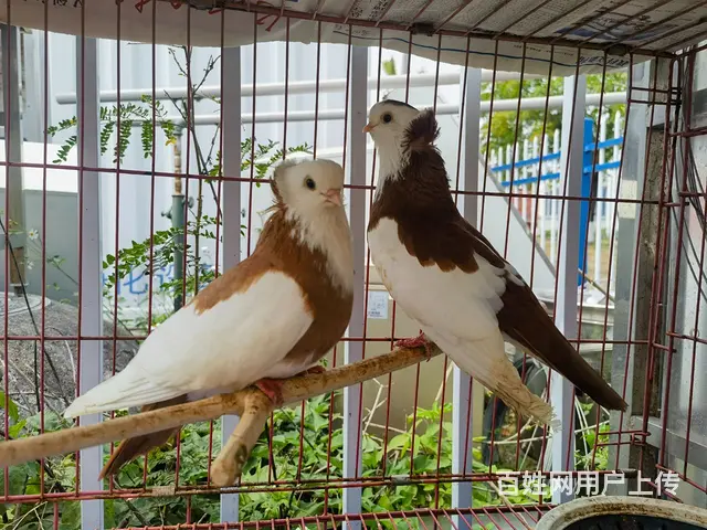 观赏鸽出售 - 图片 2