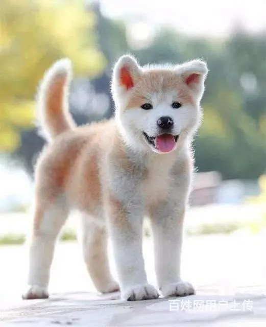 纯种日系秋田犬出售 忠犬八公 保纯种健康 欢迎来参 - 图片 2