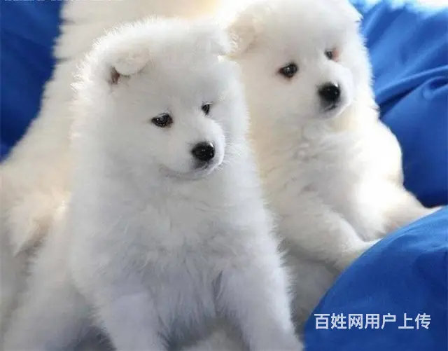 北京出售纯种萨摩耶幼犬  萨摩耶多少钱一只 - 图片 5