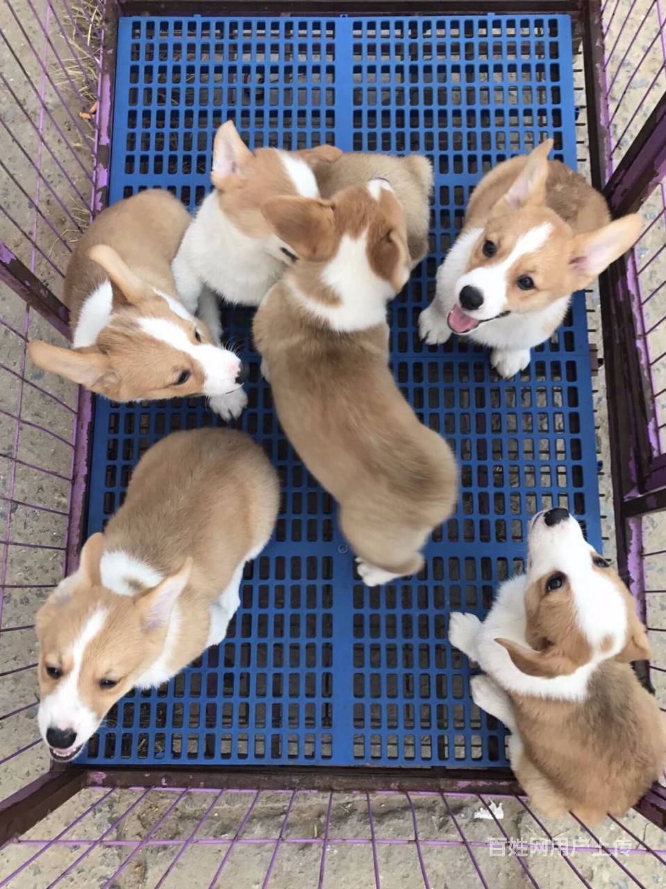 河源出售纯种柯基犬 花纹均匀 疫苗齐全 健康