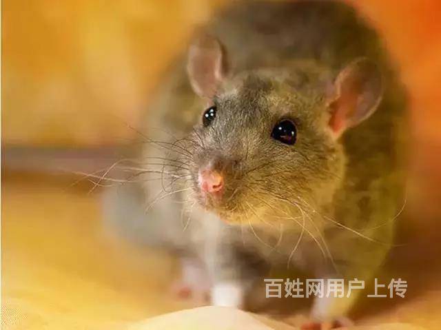 广州灭老鼠,捉老鼠,广州上门灭老鼠公司,彻底灭老鼠