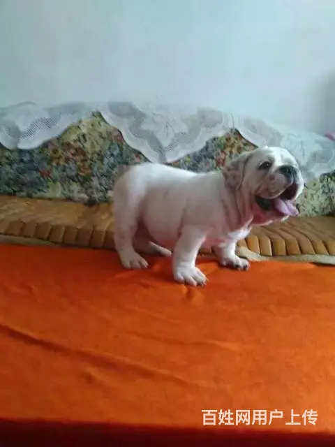 辽阳附近哪里有卖法斗幼犬的 幼犬法斗多少钱 - 图片 10