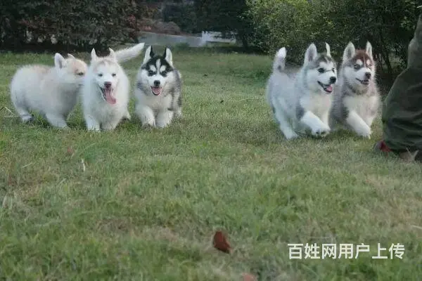 安徽亳州比特犬多少钱狗狗价格 - 图片 4