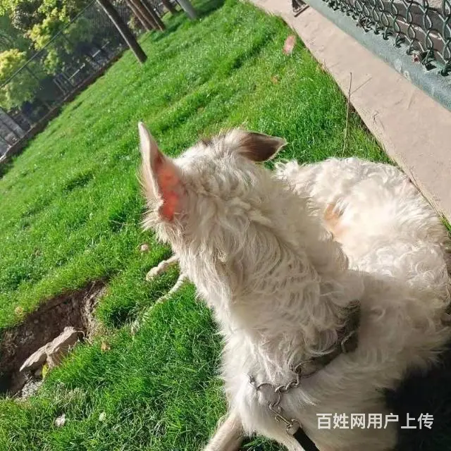 寻狗启示 - 图片 2