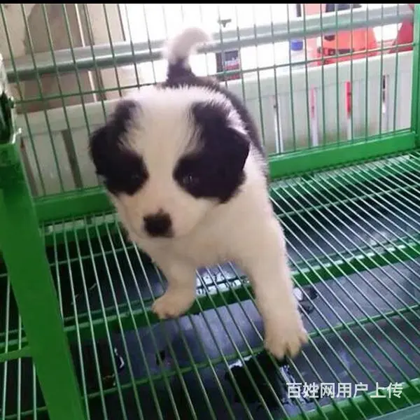 徐州卖边牧的基地 哪里有边牧交易市场 - 图片 1