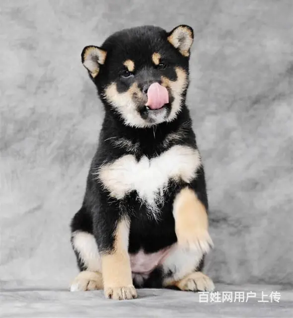 赛级双血统柴犬、纯种日本柴犬出售、同城上门送货 - 图片 7
