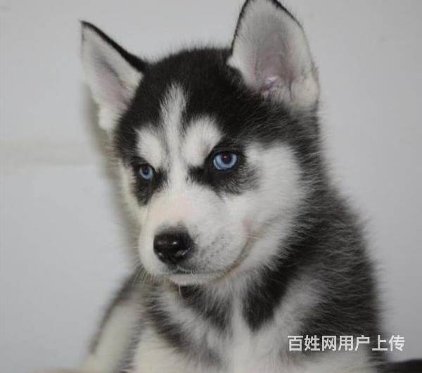 纯种哈士奇犬价格 赛级哈士奇 三个月包退换 可送货的图片