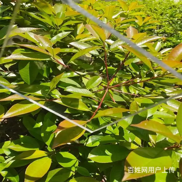枣庄滕州耐力板厂家滕州pc颗粒耐力板滕州耐力板厂家 - 图片 5