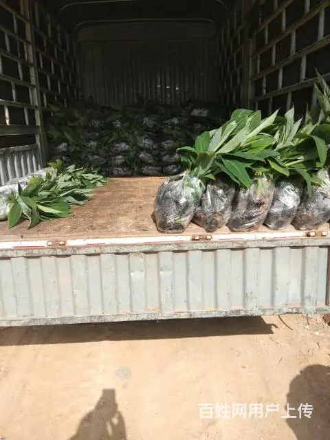 长年供应香蕉苗粉蕉苗 - 图片 9