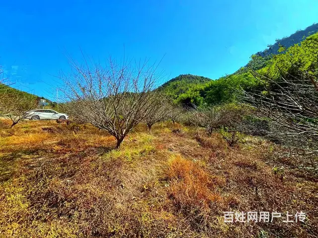 从化区良口镇旅游区溪水边3亩亩山地果园整体转让 - 图片 9