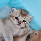 金渐层猫猫