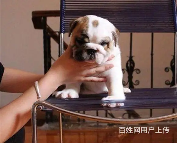 辽源【十年老店】常年繁殖优质血统英牛幼犬 - 图片 1