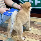 【货到付款犬舍】唐山柴犬多少钱 柴犬好养吗图