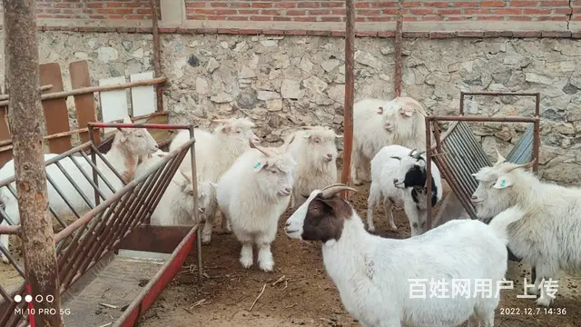 卖羊 - 图片 2