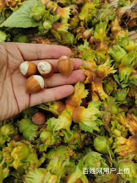 望花区干果炒货门口卖货 - 图片 1