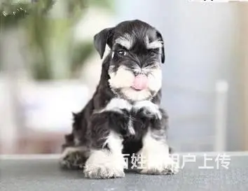 广州买狗 广州宠物狗 广州纯种迷你雪纳瑞幼犬哪有卖 - 图片 9