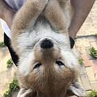 安阳纯种柴犬多少钱一只，纯血统，疫苗齐全
