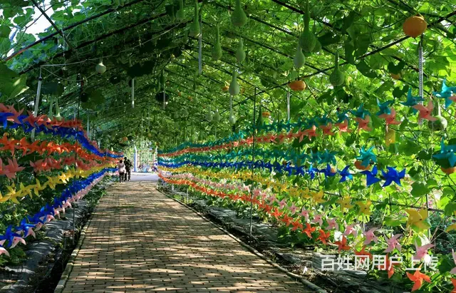 山东日照出国劳务澳大利亚果蔬农场采摘工种植工包装工 - 图片 1