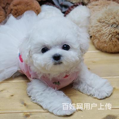 北京出售賽級比熊犬 出售純種家養健康小比熊的圖片