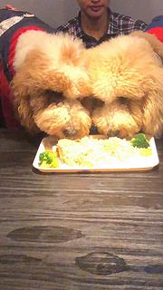 长春哪里可以买到巨贵犬 专门卖巨贵犬的地方