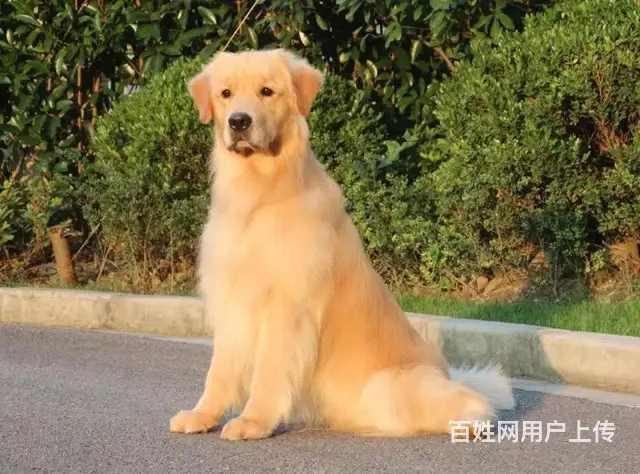 宿迁附近买只金毛哪里有卖 一般金毛多少钱 - 图片 6