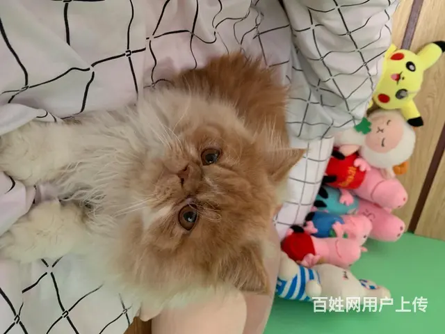 【搞定了！】3岁长毛加菲免费领养 - 图片 2