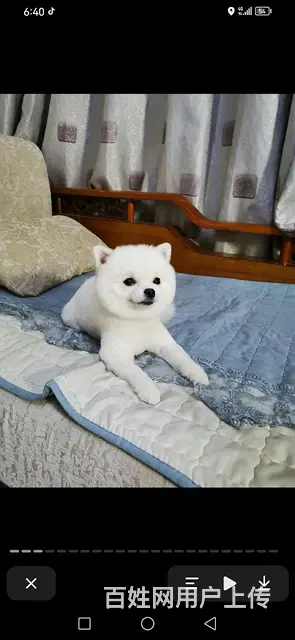 出售爱犬，非诚勿扰 - 图片 1