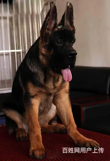 德国牧羊犬 出售纯种德国黑背幼犬出窝狼狗看家狗 - 图片 9