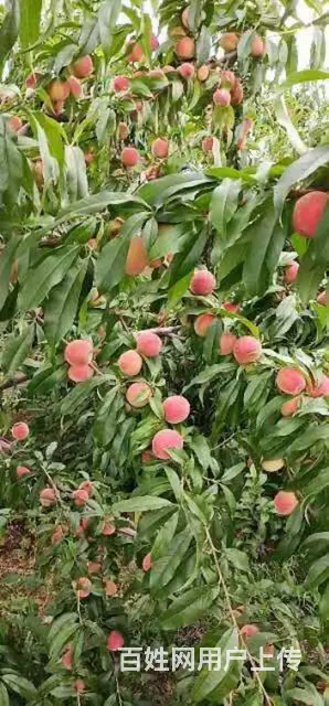 信阳董家河大量苗木花卉一手低价出售 - 图片 9