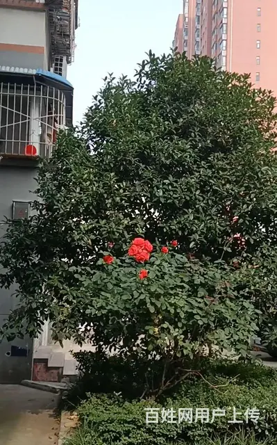 市中心地段环境静雅舒适 - 图片 12