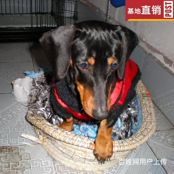 玉林【十年老店】常年繁殖优质血统腊肠犬幼犬 - 图片 10