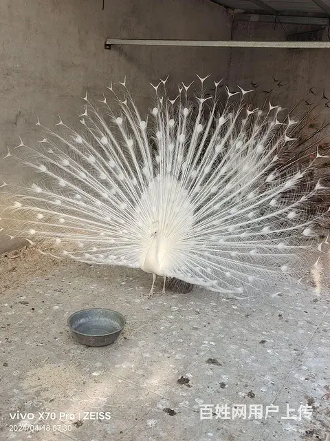 花鸟虫鱼 - 图片 2