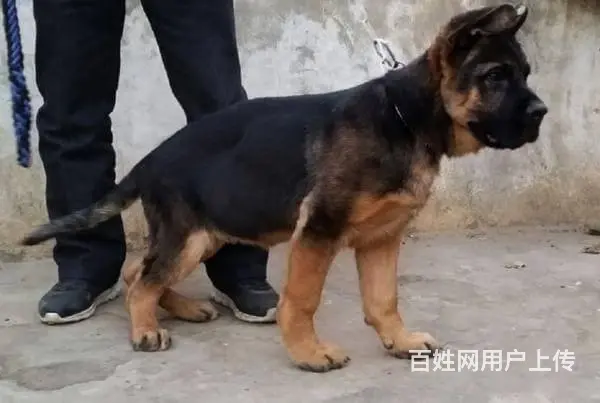 北京大头黑脸德牧犬 纯种锤系德牧多少钱一只 - 图片 6