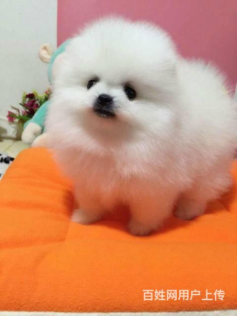 北京宠物 北京狗狗 北京博美 品种博美详细介绍> 公母公母都有 年龄3