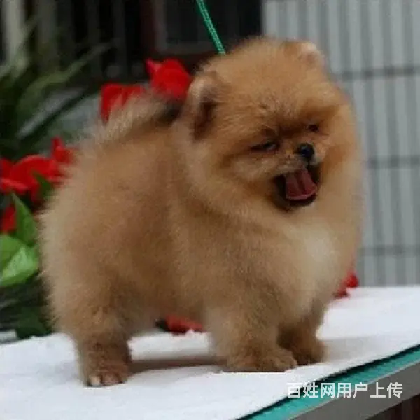 文昌买博美一般在哪里买比较真|纯博美价位 - 图片 1