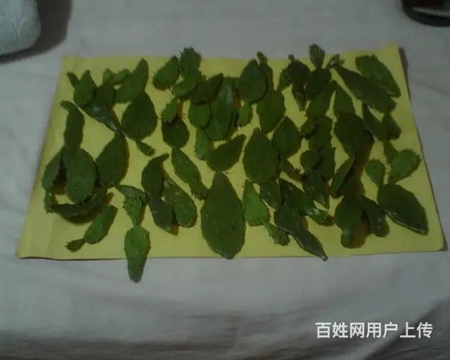 仙人掌 - 图片 4