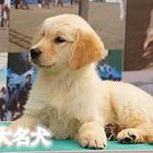 纯种金毛幼犬 专业繁殖金毛犬 传奇犬舍