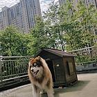 妞妈家庭宠物寄养、洗护接单啦