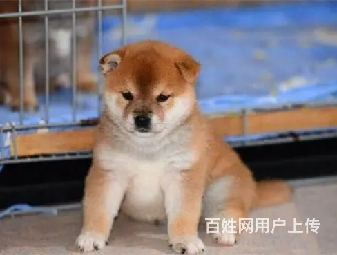 哪里出售纯种柴犬 柴犬能长多大 柴犬价格 - 图片 7