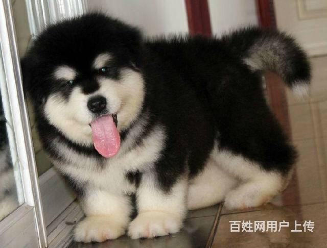 純種阿拉斯加犬 巨型阿拉斯加 健康有保障 可送貨