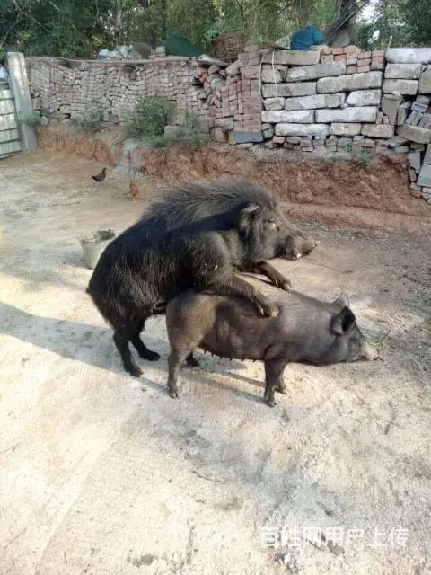 纯散养巴马香猪年猪出售、巴马烤乳猪订购 - 图片 6