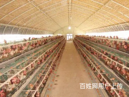 沭阳大棚厂定做保温大棚养殖大棚 - 图片