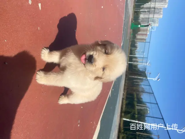 血统金毛 - 图片 11
