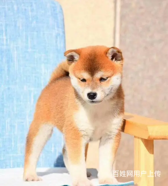 出售纯种柴犬 黑柴 豆柴 精品包子脸 品相完美包邮 - 图片 7